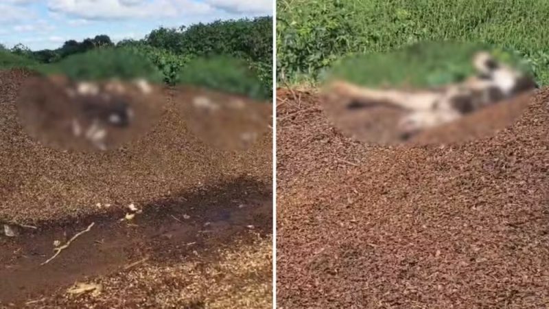 Paraná – Moradores de condomínio do Paraná sentem cheiro forte, fazem denúncia e fiscalização acha ‘depósito’ de vacas mortas e ‘lago de estrume’