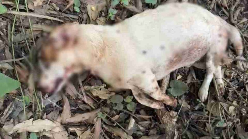 Marechal – Cachorro Mancha é encontrado morto com marca de tiro