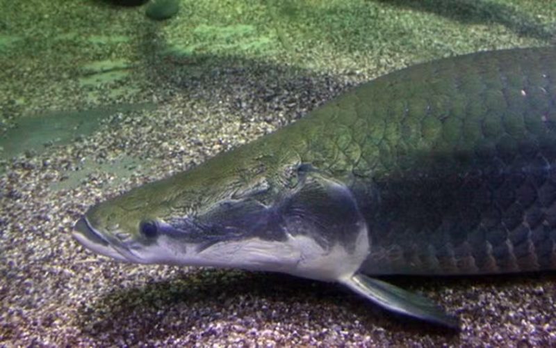 Pesca – Ibama diz que declaração de pirarucu como espécie invasora pretende orientar manejo