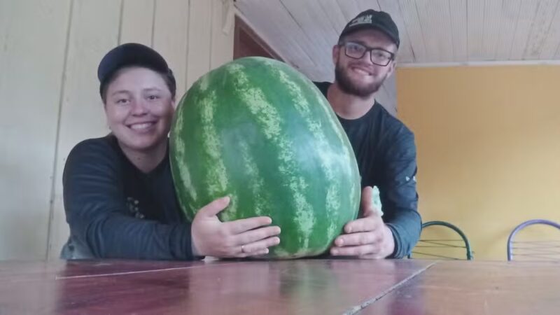 Surpresa – Agricultores colhem melancia ‘gigante’ de 34 quilos no Paraná