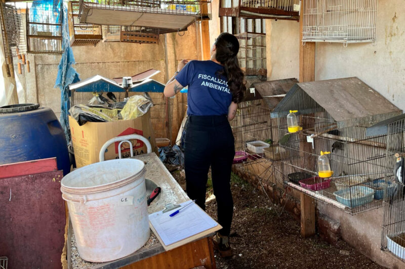Região – Operação entre IAT e PCPR resgata 42 aves de cativeiro em Assis Chateaubriand