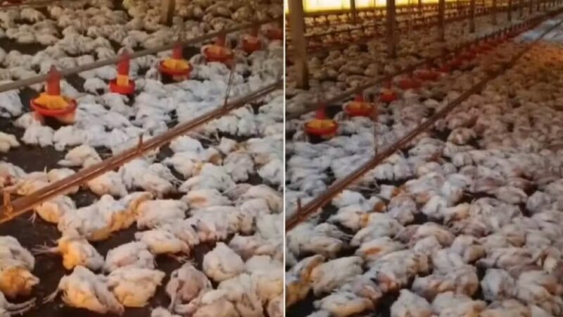 Paraná – Queda de energia mata 20 mil frangos e causa prejuízo de R$ 150 mil para produtor