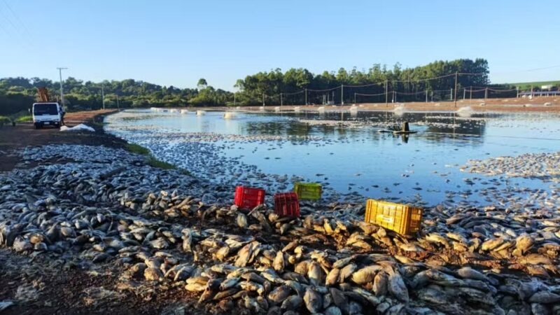 Tupãssi – Agricultor tem prejuízo de cerca de R$ 9 milhões após queda de energia causar morte de 900 mil kg de tilápias