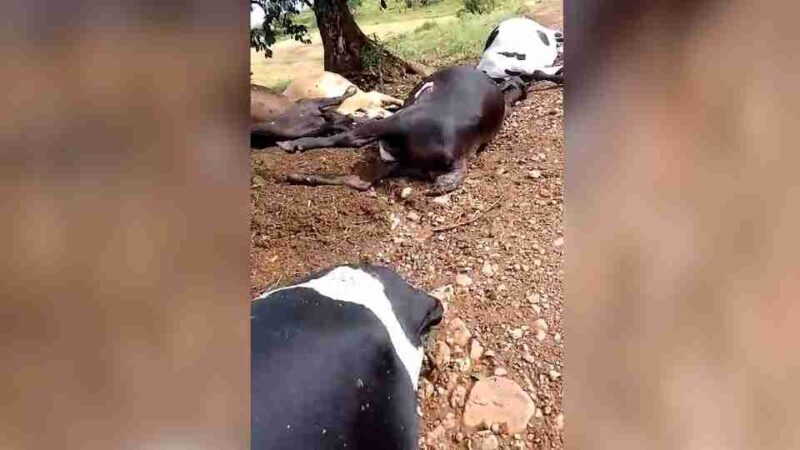 Paraná – Raio mata vacas e touro na área rural de Ivaiporã