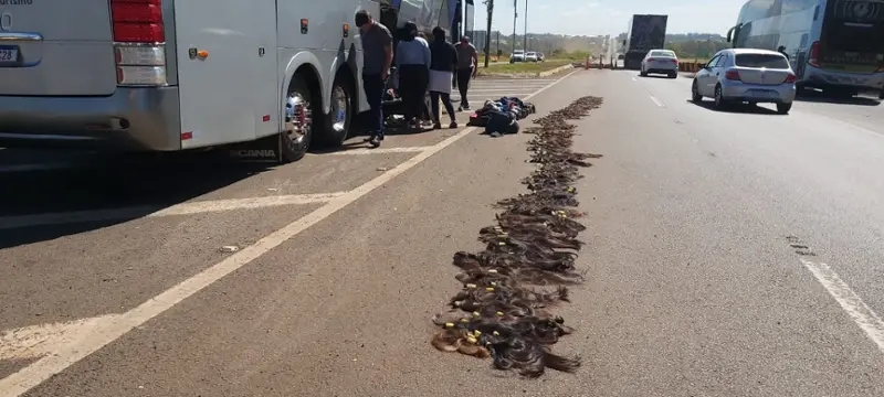 BR 277 – PRF apreende malas com cabelos e medicamento em ônibus