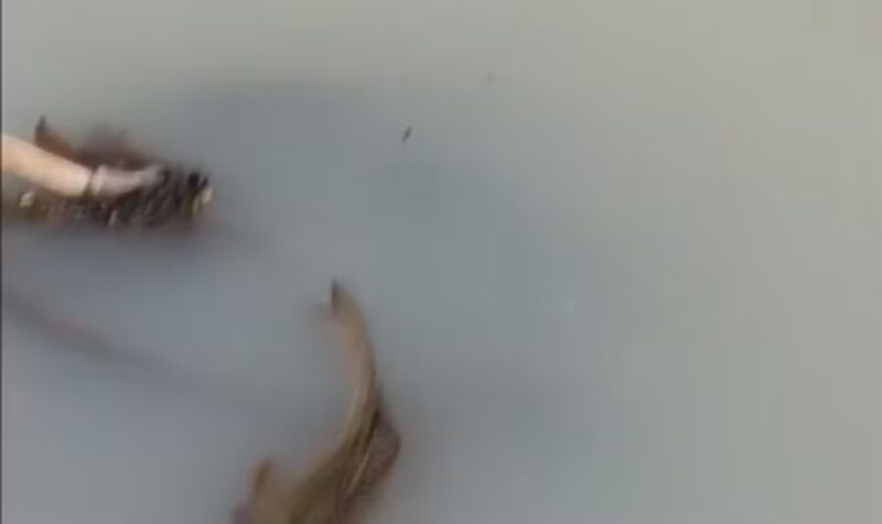 Região – Centenas de peixes mortos se espalham por 4 km de rio