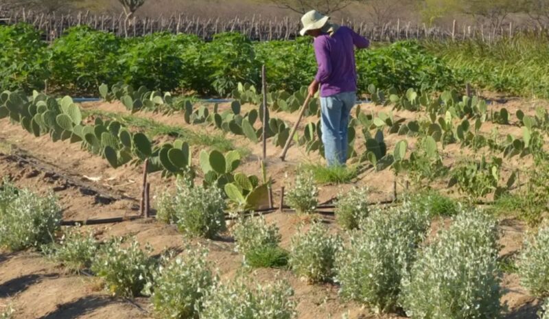 Fim de disputa – Acordo encerra conflito fundiário de 30 anos no Oeste do Paraná