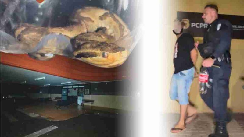 Cascavel – Menina é picada por jararaca, tio se exalta danifica UPA e joga réptil no local