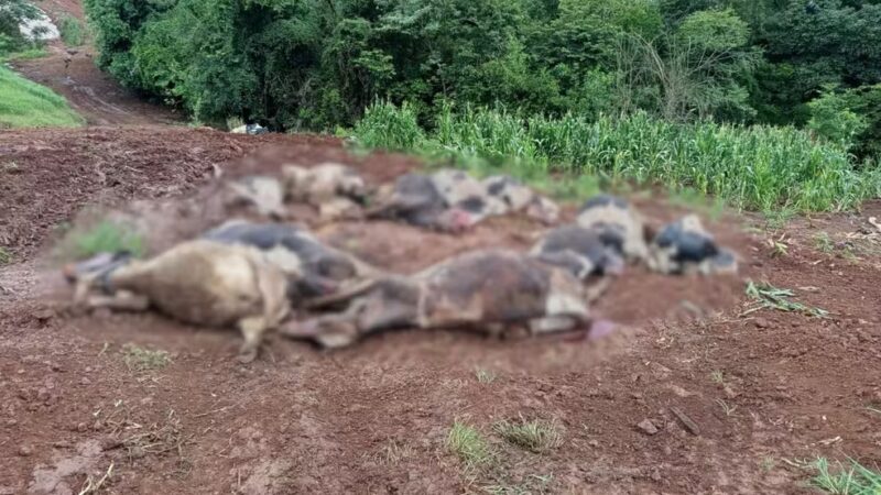 RS – Família perde 48 vacas leiteiras em três dias e prejuízo chega a R$ 600 mil