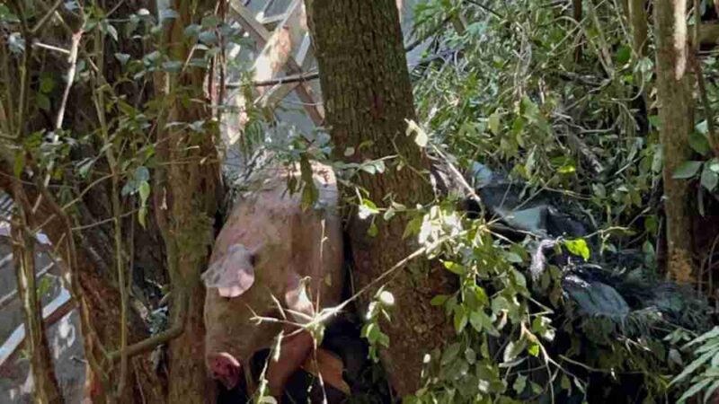 Cascavel – Caminhão com porcos tomba em ribanceira