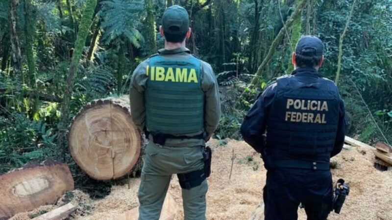 Paraná – Indígena é condenado por desmatar área protegida equivalente a 16 campos de futebol