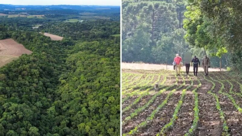 Segurança – Mulher desaparecida há sete meses é encontrada a 1,1 mil km de casa, em área de mata no Paraná