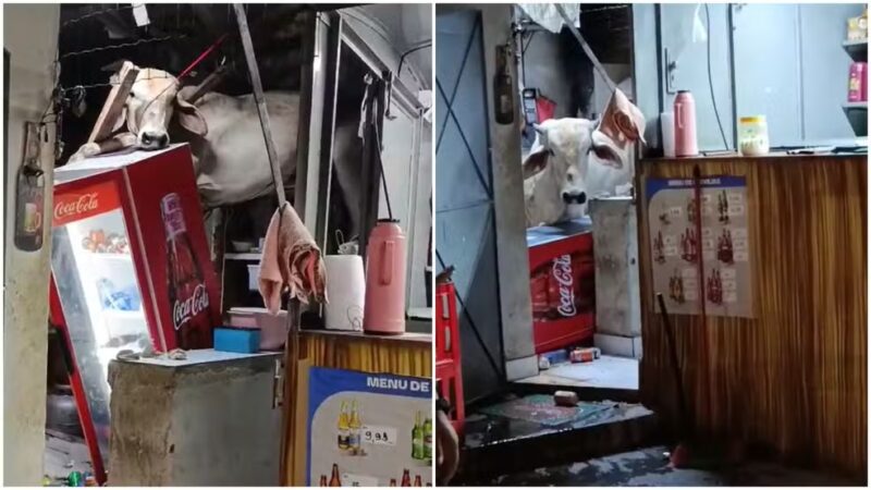 CE – Vaca cai em telhado da cozinha de um bar e causa prejuízos