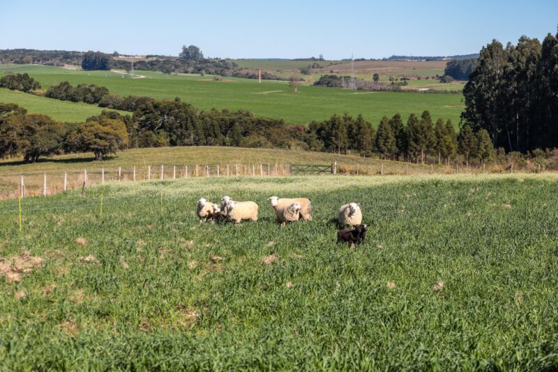 Paraná – Ratinho Junior sanciona lei que prevê aumento do investimento em conectividade rural