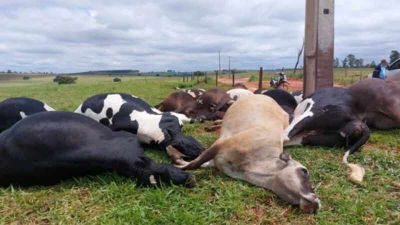 Altônia – Descarga elétrica causa morte de 19 vacas em propriedade rural