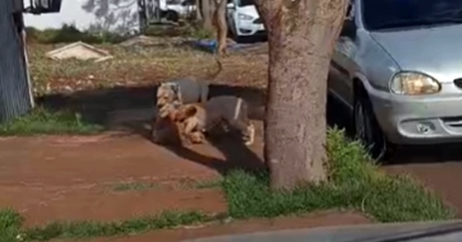 Toledo – Pitbulls soltos provocam ataques e são mortos durante ação policial