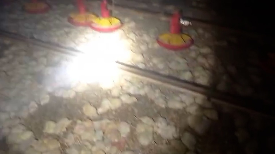 Paraná – Incêndio destrói aviário e mata 65 mil pintinhos