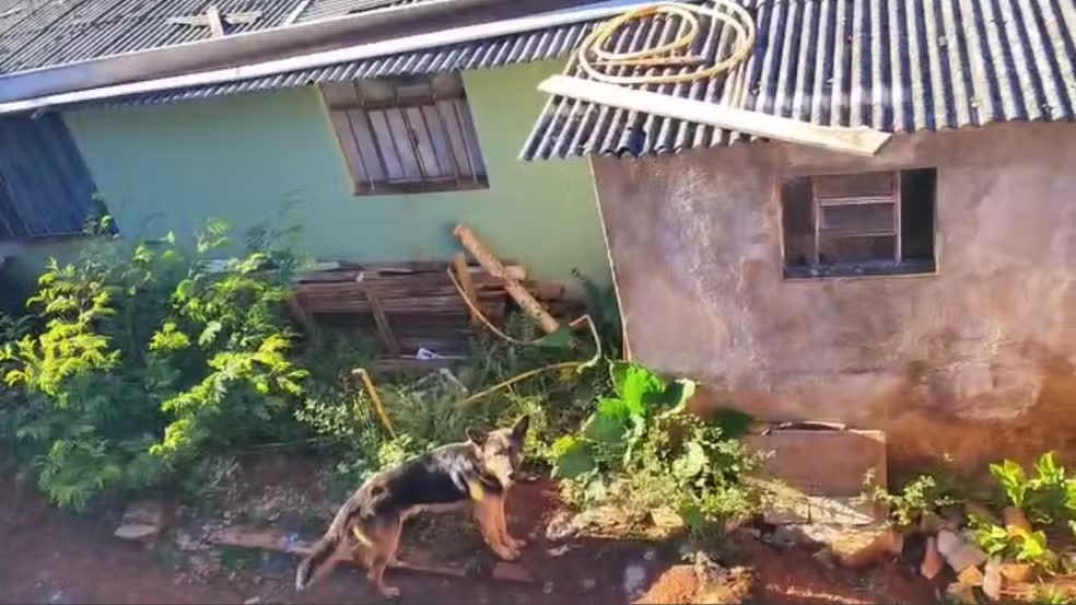 Cascavel – Dois cães são resgatados e um é encontrado morto após serem abandonados sem comida e água