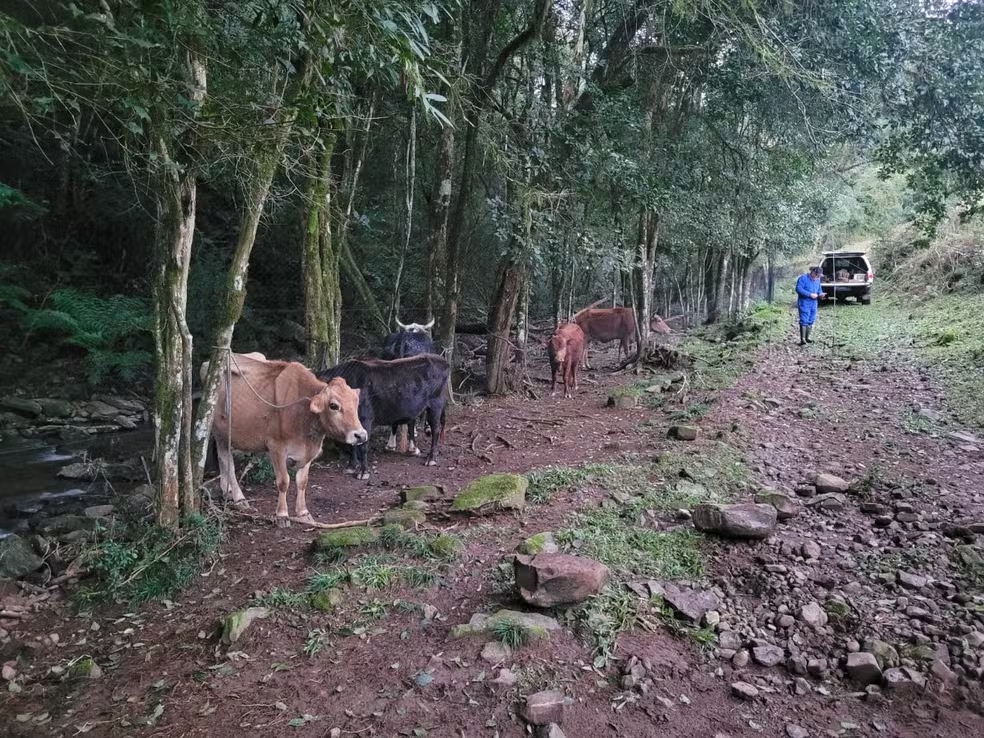 RS – Surto de raiva herbívora mata 25 animais em propriedade, confirma governo