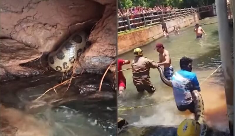 Goiás – Sucuri gigante é encontrada perto de hotel em Rio Quente