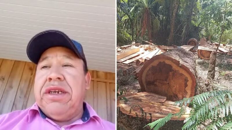 Denúncia – Sob comando de cacique, terra indígena no Paraná entrou na lista das mais desmatadas da Mata Atlântica