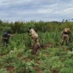 Paraguai – Laboratório de resina de cannabis quatro vezes mais potente é desmantelado