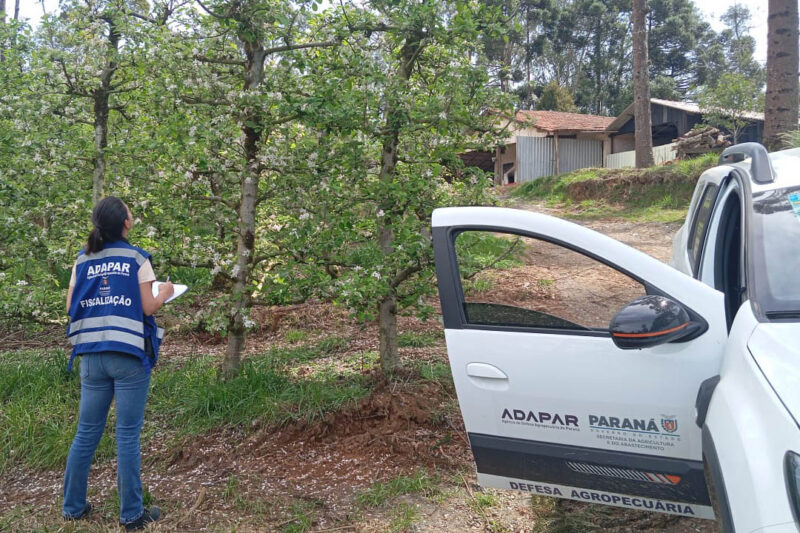 Paraná – Adapar anuncia concurso com 57 vagas; salários chegam a R$ 8,4 mil