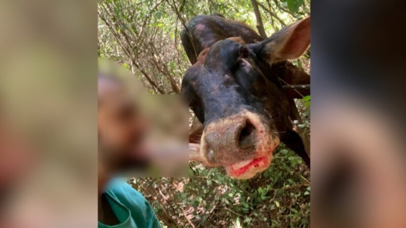 Toledo – Preso homem que apareceu mordendo língua de vaca