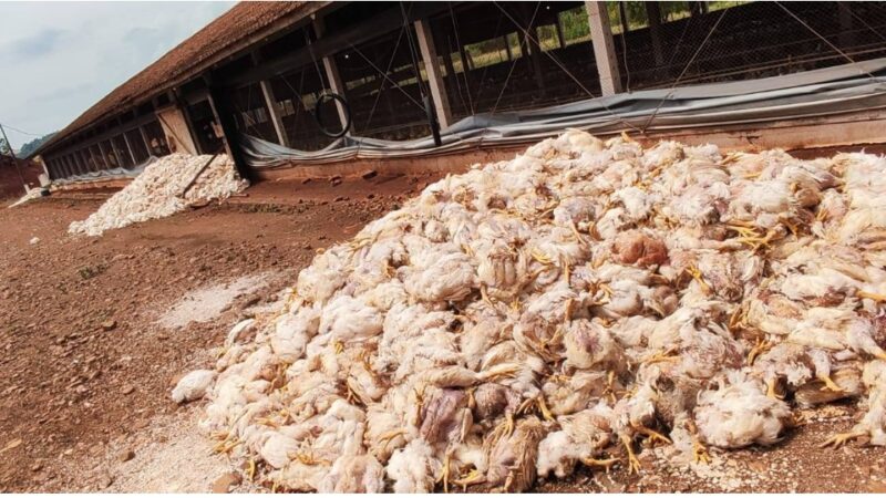 Paraná – Falta de energia causa morte de 8 mil frangos