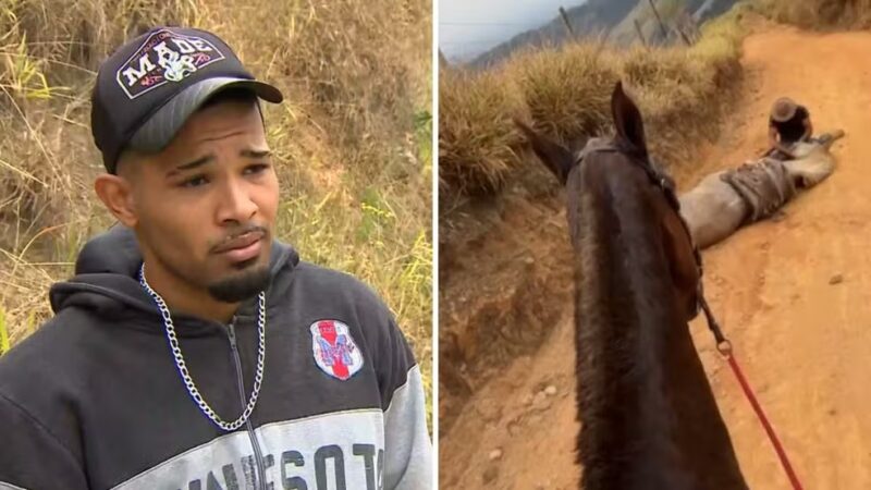 ‘Cortei por cortar’: homem que cortou patas de cavalo disse que estava alcoolizado e se diz arrependido
