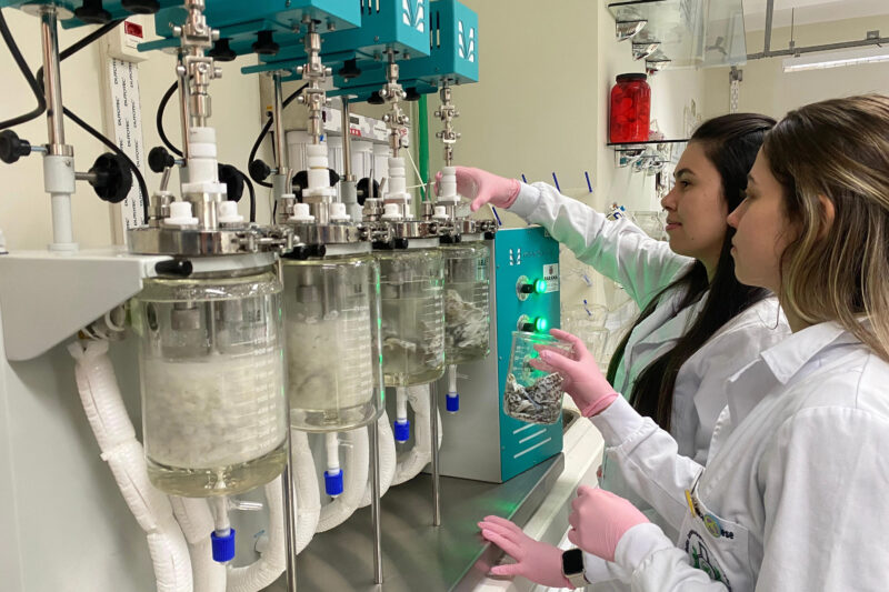 Estudo – Unioeste desenvolve projeto para transformar resíduos de tilápia em colágeno