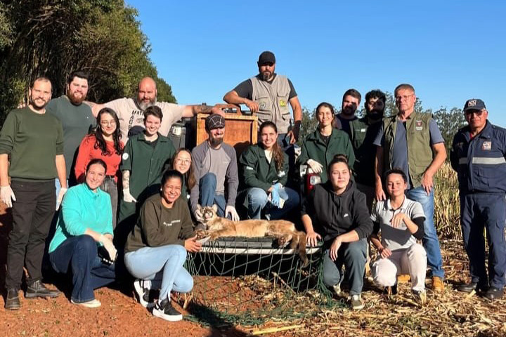 Toledo – Onça-parda fêmea é resgatada em árvore e devolvida  natureza