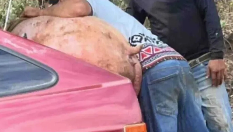 Segurança – Homem pede ajuda para desatolar carro e furta porco de propriedade rural