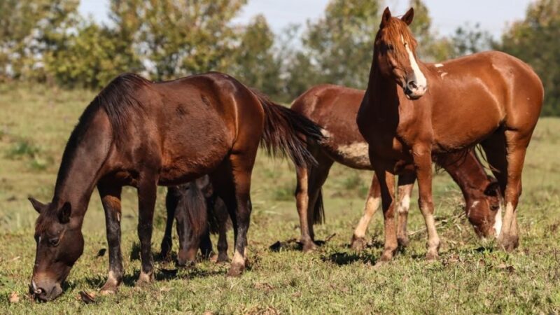 Saúde – Cavalos morrem por ração contaminada em caso inédito no Brasil