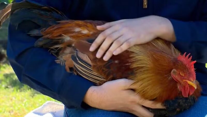 RS – Galinha passa por caso raro de reversão sexual e ‘vira galo’