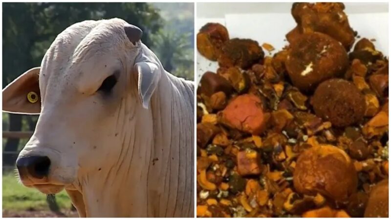 RO – Pedra de boi avaliada em R$ 1 milhão é furtada de frigorífico em Ji-Paraná