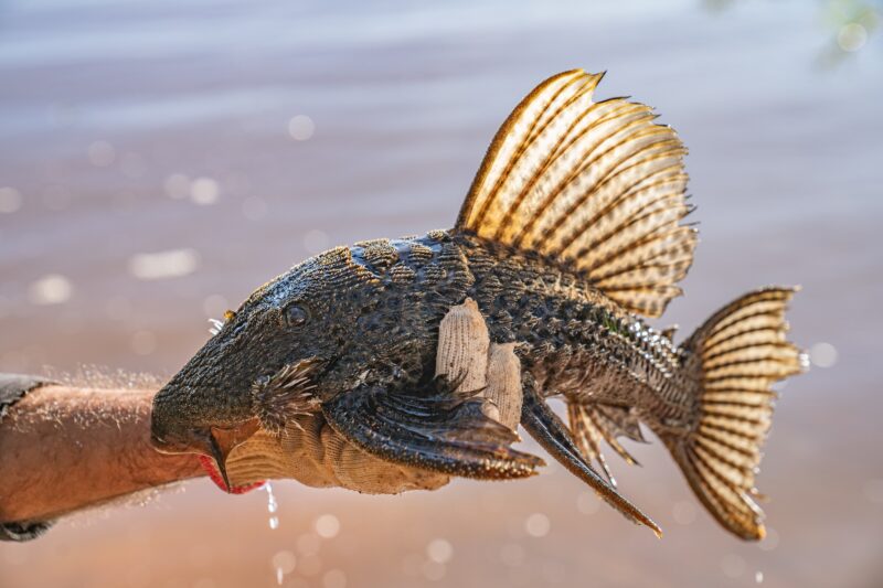 Guaíra – Município acompanha captura de peixes ornamentais e destaca apoio  atividade econômica local