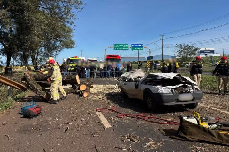 Maringá – Árvore cai em carro e motorista morre na PR 317