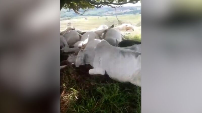 Agro – 15 bois Nelore morrem após descarga elétrica em fazenda no Paraná