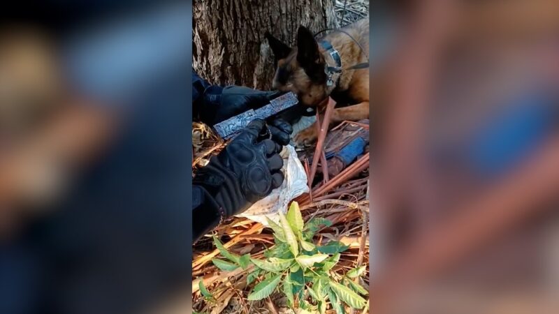 Região – Cão farejador encontra mochila com armas e munições em Boa Vista da Aparecida