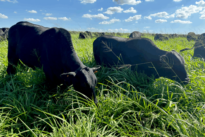 Agro – Mais de 19 mil propriedades do Paraná atualizam rebanho em 12 dias de campanha