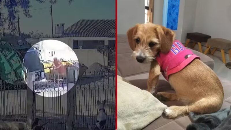 Paraná – Cadela foge, é atropelada por caminhão de lixo e tem corpo jogado em compactador