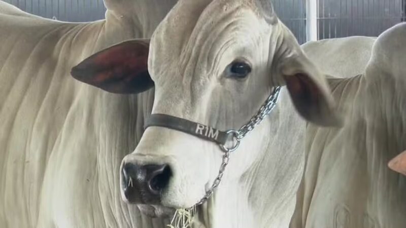 Agro – Paraná começa revisão do cadastro rural de rebanho; produtores que não atualizarem dados podem ser multados