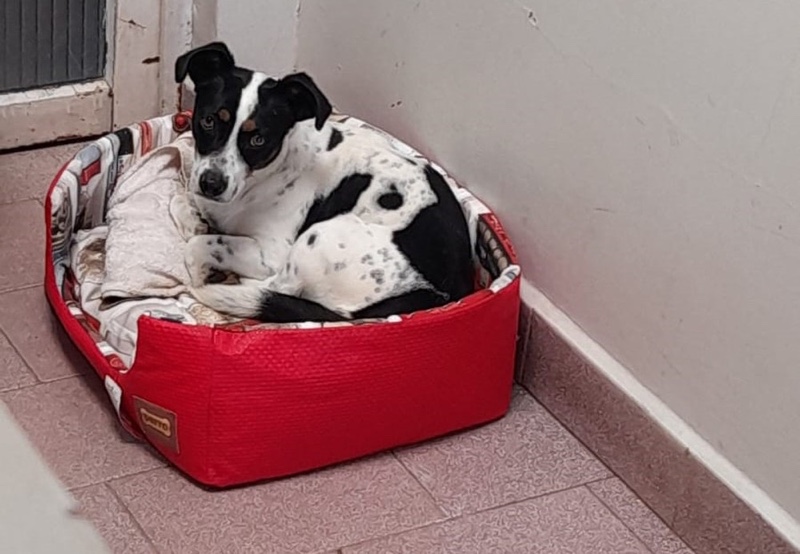 Paraná – Cachorro é Indenizado após vitória judicial contra ex-tutor por maus-tratos