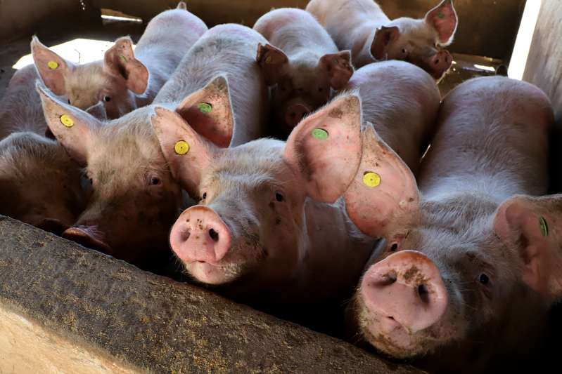 Agro – Paraná alcança em março de 2025 o 2º maior aumento das exportação de carne suína