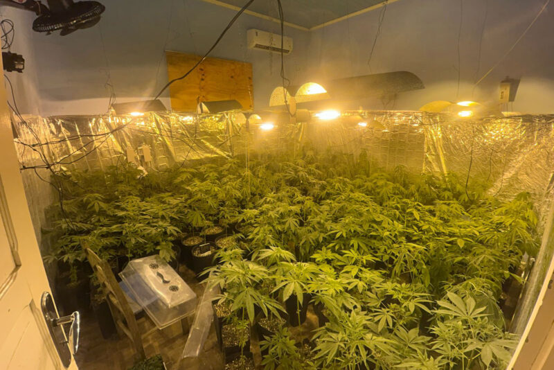 Paraná – Polícia Militar localiza estufa com 415 pés de maconha