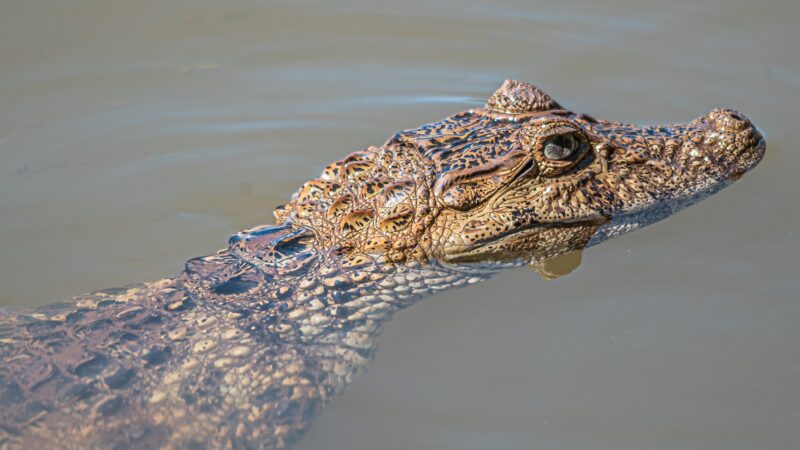 Guaíra – Jacaré-de-papo-amarelo é registrado no Centro Náutico Marinas