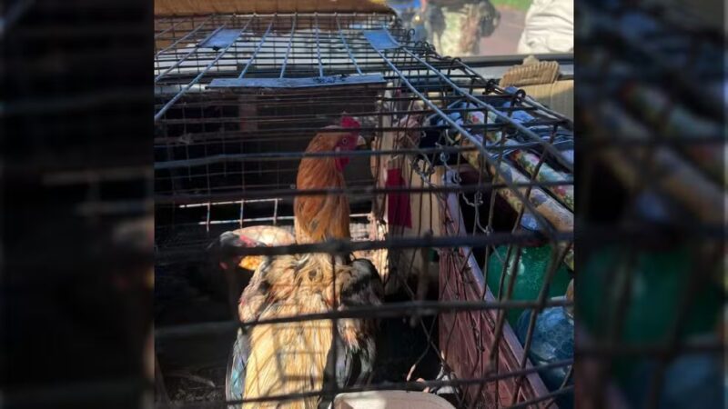 Ubiratã – Homem usa gaiola com galinhas para tentar inibir cheiro de maconha escondida em carro e caba preso em flagrante