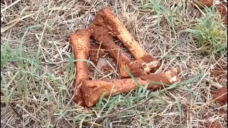 Foz – Trabalhador encontra ossada durante escavação