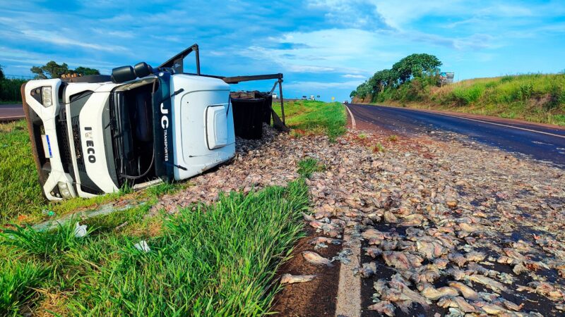 Trânsito – Carreta tomba e carga de peixe é espalhada na BR 163